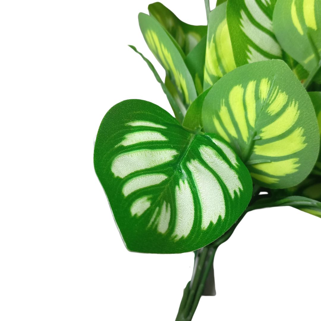 BQ Maranta Verde MG2603 7892017107789 - Image 4