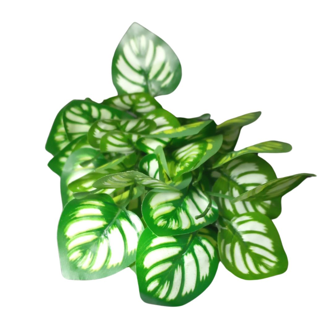 BQ Maranta Verde MG2603 7892017107789 - Image 3