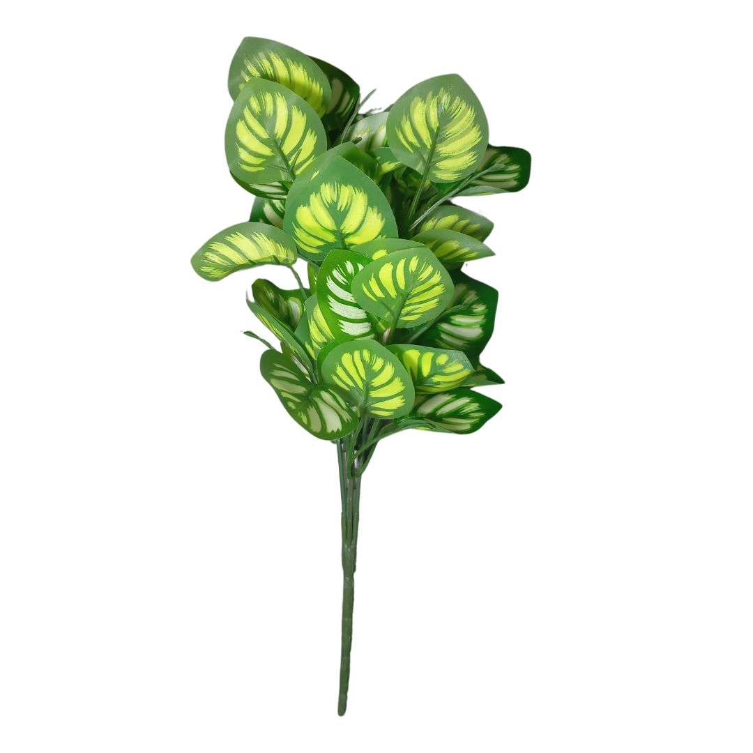 BQ Maranta Verde MG2603 7892017107789 - Image 2